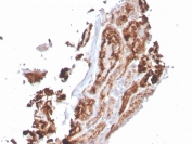IHC staining of FFPE human kidney with RBP4 antibody. HIER: boil tissue sections in pH 9 10mM Tris with 1mM EDTA for 20 min and allow to cool before testing.