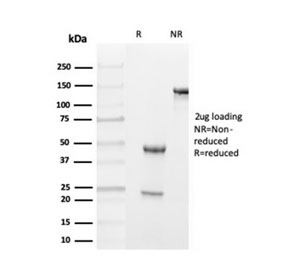 SDS-PAGE analysis of purified, BSA-free TTR antibody as confirmation of integrity and purity.