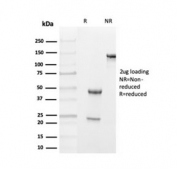 SDS-PAGE analysis of purified, BSA-free TTR antibody as confirmation of integrity and purity.