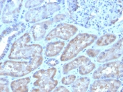 IHC staining of FFPE human kidney with FGF23 antibody. HIER: boil tissue sections in pH 9 10mM Tris with 1mM EDTA for 20 min and allow to cool before testing.