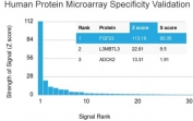 Analysis of HuProt(TM) microarray containing more than 19,000 full-length human proteins using FGF23 antibody. These results demonstrate the foremost specificity of the FGF23/4163 mAb. Z- and S- score: The Z-score represents the strength of a signal that an antibody (in combination with a fluorescently-tagged anti-IgG secondary Ab) produces when binding to a particular protein on the HuProt(TM) array. Z-scores are described in units of standard deviations (SD's) above the mean value of all signals generated on that array. If the targets on the HuProt(TM) are arranged in descending order of the Z-score, the S-score is the difference (also in units of SD's) between the Z-scores. The S-score therefore represents the relative target specificity of an Ab to its intended target.
