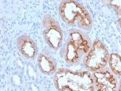 IHC staining of FFPE human kidney with FGF23 antibody. HIER: boil tissue sections in pH 9 10mM Tris with 1mM EDTA for 20 min and allow to cool before testing.