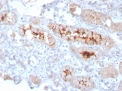 IHC staining of FFPE human kidney with FGF-23 antibody. HIER: boil tissue sections in pH 9 10mM Tris with 1mM EDTA for 20 min and allow to cool before testing.