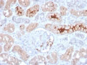 IHC staining of FFPE human kidney with FGF-23 antibody. HIER: boil tissue sections in pH 9 10mM Tris with 1mM EDTA for 20 min and allow to cool before testing.