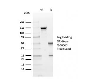 SDS-PAGE analysis of purified, BSA-free TIM3 antibody as confirmation of integrity and purity.