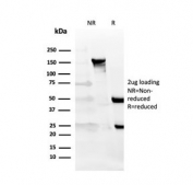 SDS-PAGE analysis of purified, BSA-free CD27 antibody (clone LPFS2/4177) as confirmation of integrity and purity.