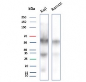 Western blot testing of human Raji and Ramos cell lysate with CD27 antibody. Predicted molecular weight ~29 kDa but may be observed at higher molecular weights due to glycosylation.