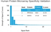 Analysis of HuProt(TM) microarray containing more than 19,000 full-length human proteins using PMS2 antibody. These results demonstrate the foremost specificity of the PMS2/4373R mAb. Z- and S- score: The Z-score represents the strength of a signal that an antibody (in combination with a fluorescently-tagged anti-IgG secondary Ab) produces when binding to a particular protein on the HuProt(TM) array. Z-scores are described in units of standard deviations (SD's) above the mean value of all signals generated on that array. If the targets on the HuProt(TM) are arranged in descending order of the Z-score, the S-score is the difference (also in units of SD's) between the Z-scores. The S-score therefore represents the relative target specificity of an Ab to its intended target.