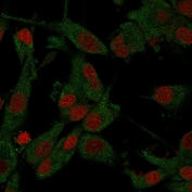 Immunofluorescent staining of PFA-fixed human U-87 MG cells with Amyloid Beta antibody (clone APP/3345, green) and Reddot nuclear stain (red).