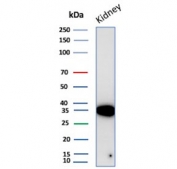 Western blot testing of human kidney tissue lysate with recombinant Napsin A antibody (clone NAPSA/4400R). Expected molecular weight: 38-45 kDa depending on glycosylation level.