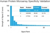 Analysis of HuProt(TM) microarray containing more than 19,000 full-length human proteins using Napsin A antibody (clone NAPSA/3305). These results demonstrate the foremost specificity of the NAPSA/3305 mAb. Z- and S- score: The Z-score represents the strength of a signal that an antibody (in combination with a fluorescently-tagged anti-IgG secondary Ab) produces when binding to a particular protein on the HuProt(TM) array. Z-scores are described in units of standard deviations (SD's) above the mean value of all signals generated on that array. If the targets on the HuProt(TM) are arranged in descending order of the Z-score, the S-score is the difference (also in units of SD's) between the Z-scores. The S-score therefore represents the relative target specificity of an Ab to its intended target.