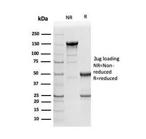 SDS-PAGE analysis of purified, BSA-free Napsin A antibody (clone NAPSA/3305) as confirmation of integrity and purity.