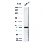 Western blot testing of human kidney tissue lysate with Napsin A antibody. Expected molecular weight: 38-45 kDa.