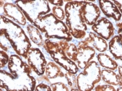 IHC staining of FFPE human kidney with FGF23 antibody. HIER: boil tissue sections in pH 9 10mM Tris with 1mM EDTA for 20 min and allow to cool before testing.