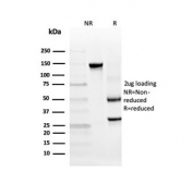 SDS-PAGE analysis of purified, BSA-free INSM2 antibody as confirmation of integrity and purity.