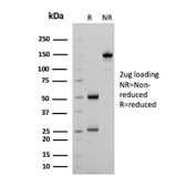 SDS-PAGE analysis of purified, BSA-free TIM-3 antibody (clone TIM3/4030) as confirmation of integrity and purity.