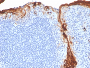 IHC staining of FFPE human tonsil with recombinant CD163 antibody (clone M130/3708R). HIER: boil tissue sections in pH 9 10mM Tris with 1mM EDTA for 20 min and allow to cool before testing.~