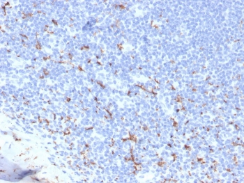 IHC staining of FFPE human tonsil with recombi