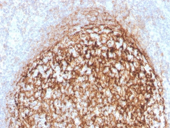IHC staining of FFPE human tonsil with recombina