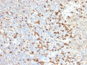 IHC staining of FFPE human tonsil with TIM-3 antibody (clone TIM3/2399). HIER: boil tissue sections in pH 9 10mM Tris with 1mM EDTA for 20 min and allow to cool before testing.