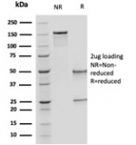 SDS-PAGE analysis of purified, BSA-free OVOL2 antibody (PCRP-OVOL2-2A1) as confirmation of integrity and purity.
