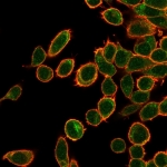 Immunofluorescent staining of PFA-fixed human HeLa cells using OVOL2 antibody (green, clone PCRP-OVOL2-2A1) and phalloidin (red).