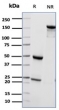SDS-PAGE analysis of purified, BSA-free CD55 antibody (CD55/6795) as confirmation of integrity and purity.