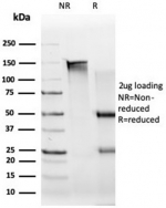 SDS-PAGE analysis of purified, BSA-free UBR2 antibody (PCRP-UBR2-1D12) as confirmation of integrity and purity.