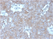 IHC staining of FFPE human adrenal gland tissue with IL15 antibody (clone IL15/4355). HIER: boil tissue sections in pH 9 10mM Tris with 1mM EDTA for 20 min and allow to cool before testing.