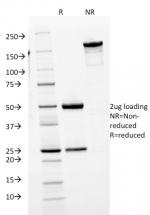SDS-PAGE analysis of purified, BSA-free IgM Heavy Chain antibody (clone IGHM/1623) as confirmation of integrity and purity.