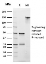 SDS-PAGE analysis of purified, BSA-free CD3 epsilon antibody (rC3e/2479) as confirmation of integrity and purity.