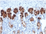Western blot testing of human spleen tissue and HepG2 cell lysates using LYZ antibody (clone LYZ/3942).