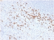 IHC staining of FFPE human tonsil tissue with LYZ antibody (clone LYZ/3942). HIER: boil tissue sections in pH 9 10mM Tris with 1mM EDTA for 20 min and allow to cool before testing.
