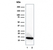 Western blot testing of human LNCaP and PC3 cell lysates using Macrophage migration inhibitory factor antibody (clone MIF/3488). Predicted molecular weight ~13 kDa.