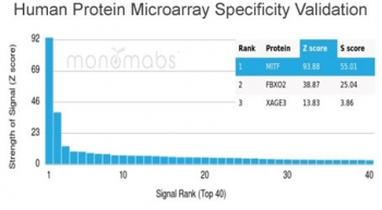 Analysis of HuProt(TM) microarray containing more than 19,000 full-length human proteins using MITF antibody (clone PCRP-MITF-1D9). These results demonstrate the foremost specificity of the PCRP-MITF-1D9 mAb. Z- and S- score: The Z-score represents the strength of a signal that an antibody (in combination with a fluorescently-tagged anti-IgG secondary Ab) produces when binding to a particular protein on the HuProt(TM) array. Z-scores are described in units of standard deviations (SD's) above the mean value of all signals generated on that array. If the targets on the HuProt(TM) are arranged in descending order of the Z-score, the S-score is the difference (also in units of SD's) between the Z-scores. The S-score therefore represents the relative target specificity of an Ab to its intended target.