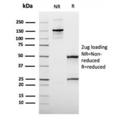 SDS-PAGE analysis of purified, BSA-free recombinant Mucin-3 antibody (rMUC3/1154) as confirmation of integrity and purity.