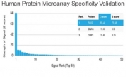Analysis of HuProt(TM) microarray containing more than 19,000 full-length human proteins using PAX2 antibody (clone PAX2/1105). These results demonstrate the foremost specificity of the PAX2/1105 mAb. Z- and S- score: The Z-score represents the strength of a signal that an antibody (in combination with a fluorescently-tagged anti-IgG secondary Ab) produces when binding to a particular protein on the HuProt(TM) array. Z-scores are described in units of standard deviations (SD's) above the mean value of all signals generated on that array. If the targets on the HuProt(TM) are arranged in descending order of the Z-score, the S-score is the difference (also in units of SD's) between the Z-scores. The S-score therefore represents the relative target specificity of an Ab to its intended target.