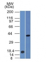 Western blot analysis of (1) recombinant PAX2 protein fragment and (2) human kidney lysate using PAX2 antibody (clone PAX2/1105). Expected molecular weight ~42 kDa.