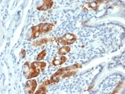 IHC staining of FFPE human small intestine tissue with RRM1 (clone RRM1/4372R). HIER: boil tissue sections in pH 9 10mM Tris with 1mM EDTA for 20 min and allow to cool before testing.