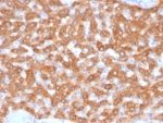 IHC staining of FFPE human kidney tissue with SDHB antibody (clone SDHB/2126). HIER: boil tissue sections in pH 9 10mM Tris with 1mM EDTA for 20 min and allow to cool before testing.