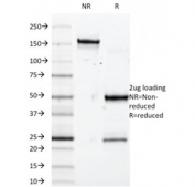 SDS-PAGE analysis of purified, BSA-free SOX10 antibody (SOX10/992) as confirmation of integrity and purity.