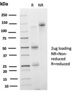 SDS-PAGE analysis of purified, BSA-free IRF3 antibody (PCRP-IRF3-3B2) as confirmation of integrity and purity.