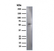 Western blot testing of human HeLa cell lysate using IRF3 antibody (clone PCRP-IRF3-3B2). Predicted molecular weight ~47 kDa.