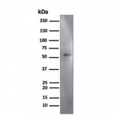 Western blot testing of human HeLa cell lysate using IRF3 antibody (clone PCRP-IRF3-3B2). Predicted molecular weight ~47 kDa.