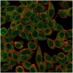 Immunofluorescent staining of PFA-fixed human HeLa cells using IRF3 antibody (green, clone PCRP-IRF3-3B2) and phalloidin (red).