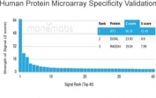 Analysis of HuProt(TM) microarray containing more than 19,000 full-length human proteins using IRF3 antibody (clone PCRP-IRF3-3B2). These results demonstrate the foremost specificity of the PCRP-IRF3-3B2 mAb. Z- and S- score: The Z-score represents the strength of a signal that an antibody (in combination with a fluorescently-tagged anti-IgG secondary Ab) produces when binding to a particular protein on the HuProt(TM) array. Z-scores are described in units of standard deviations (SD's) above the mean value of all signals generated on that array. If the targets on the HuProt(TM) are arranged in descending order of the Z-score, the S-score is the difference (also in units of SD's) between the Z-scores. The S-score therefore represents the relative target specificity of an Ab to its intended target.