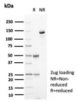 SDS-PAGE analysis of purified, BSA-free Carbonic Anhydrase VIII antibody (CA8/6572) as confirmation of integrity and purity.