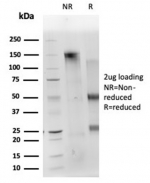 SDS-PAGE analysis of purified, BSA-free CD40L antibody (CD40LG/4675) as confirmation of integrity and purity.