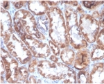 IHC staining of FFPE human kidney tissue with CD40L (clone D40LG/4675) at 2ug/ml. HIER: boil tissue sections in pH 9 10mM Tris with 1mM EDTA for 20 min and allow to cool before testing.