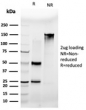 SDS-PAGE analysis of purified, BSA-free MLX antibody (PCRP-MLX-1G8) as confirmation of integrity and purity.